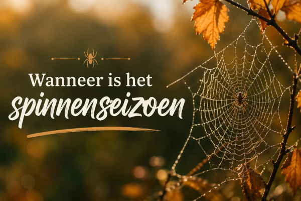 Wanneer is het Spinnenseizoen?