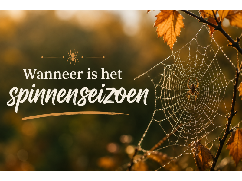 Wanneer is het Spinnenseizoen?