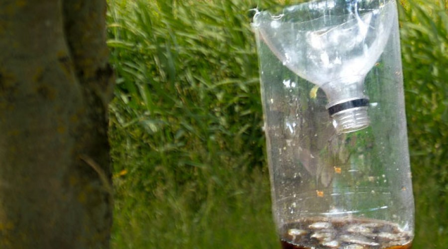 5 Tips om een vliegenplaag te voorkomen