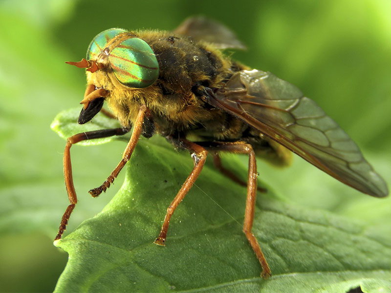 Kleine runderdaas (steekvlieg) met grote, glanzende groen-rode strepen in de facetogen.