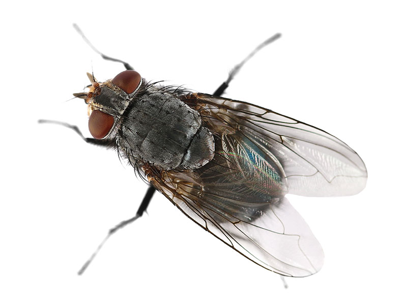Macrofoto van een gewone huisvlieg (Musca domestica) met vier zwarte lengtestrepen op het grijze borststuk.