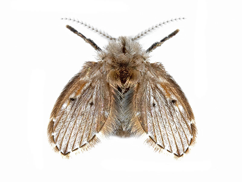 Macrofoto van een kleine motmug (rioolvliegje) met harige, vlinderachtige vleugels.