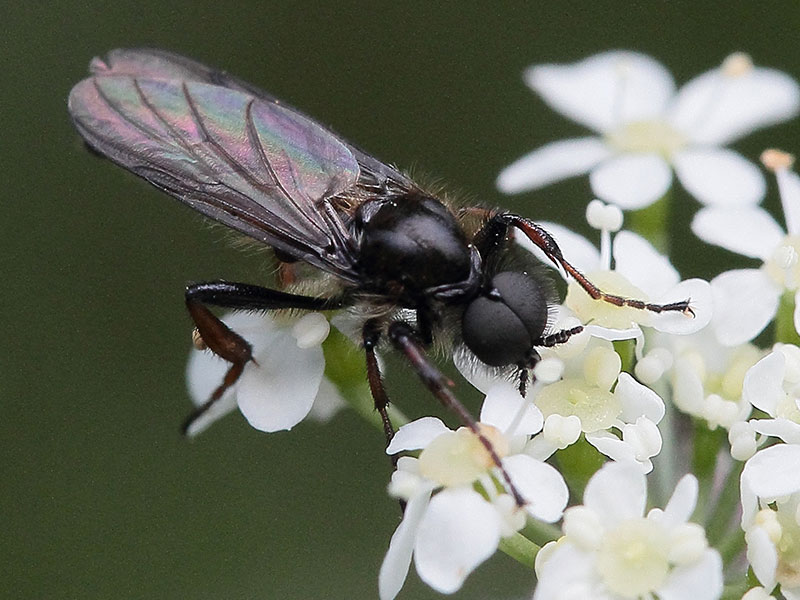 Klein gitzwart rouwvliegje (Sciaridae) op de vochtige potgrond van een kamerplant.