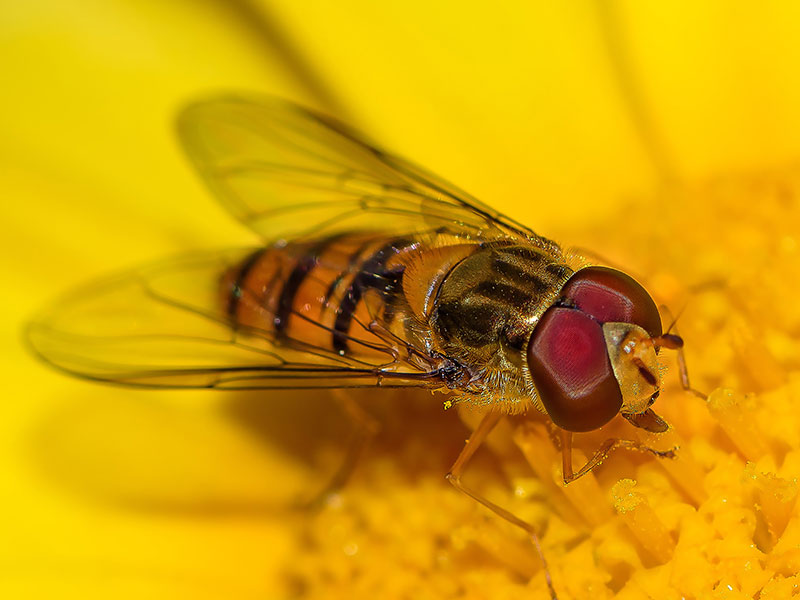 Zweefvlieg met een geel-zwart gestreept wespachtige mimicry patroon op een gele bloem.
